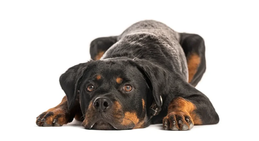 Blackdogtan Dog Training 
